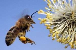 Почему пчелы исчезают с лица Земли и чем это может грозить планете