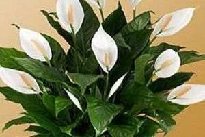 Домашний цветок спатифиллум: выращивание и уход