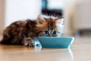 Чем кормить котенка в 3 месяца?