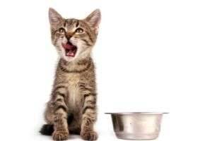 Чем кормить котенка в 4 месяца? Сколько пищи ему нужно в этом возрасте?