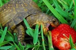 Чем кормить черепах в домашних условиях?