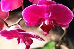 Как ухаживать за орхидеями в домашних условиях: лучшие условия для прекрасного цветка орхидеи