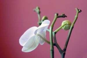 Как рассадить орхидею: способы размножения и ухода