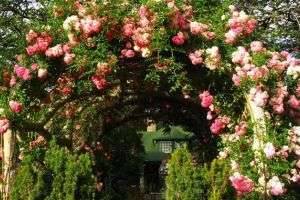 Нежная и восхитительно красивая плетистая роза: посадка и уход