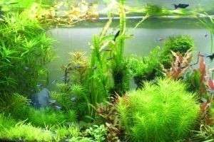 Почему не все растения в аквариумах правильно называть водорослями: начинающему аквариумисту