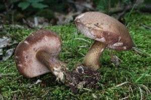 Ложный подберезовик: как он выглядит и как отличить его от съедобного гриба?