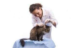 Как чистить уши котенку? вопросы и ответы