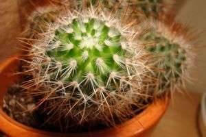 Как ухаживать за кактусом: советы по посадке, поливу и размножению