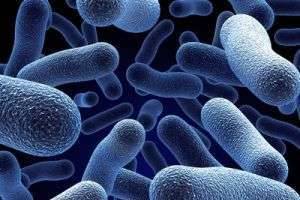 Сколько микроорганизмов живет на теле человека?