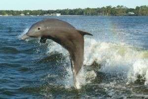К чему снятся дельфины и как правильно толковать сновидения с их участием
