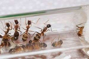 Как сделать муравьиную ферму - фурмикарий в домашних условиях?