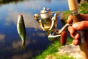 Как выбрать удочку для летней рыбалки? Советы, видео