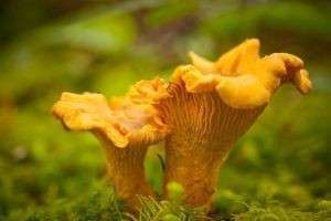Как выглядят грибы лисички, где они растут и чем полезны?