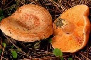 Как выглядят грибы рыжики и где они растут?
