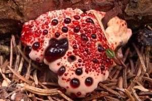 Самый ядовитый гриб: в России и во всем мире
