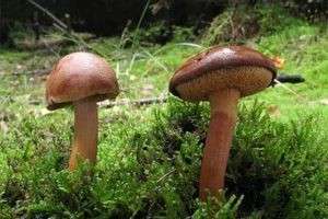Ложный масленок – как отличить его от съедобного гриба?