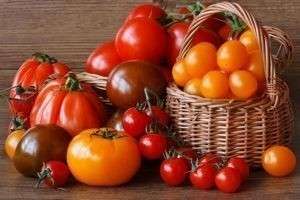 Лучшие сорта помидор для открытого грунта и теплиц