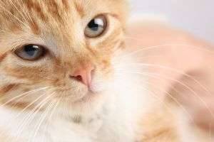 Глисты у кошек: как определить симптомы и как вылечить животное