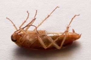 Как избавиться от тараканов в доме?
