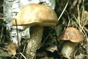 Почему подберезовики часто можно найти в березовом лесу, а опята – на трухлявых пнях?