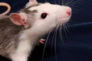 Что расскажут крысы и мыши во сне?