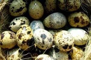 Польза и вред перепелиных яиц: рассматриваем с разных сторон