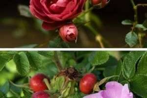 Как отличить шиповник от розы?