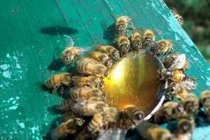 Подкормка пчел сахарным сиропом на зиму