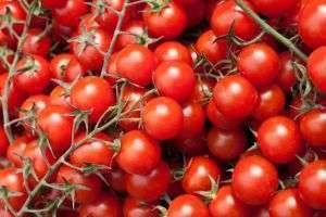 Выращивание помидоров черри в открытом грунте, в теплице и в домашних условиях