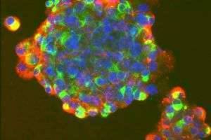 Откуда берутся стволовые клетки?