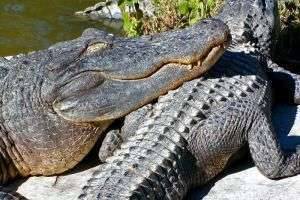Кто такие крокодилы?