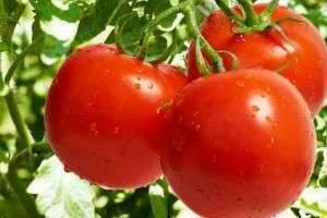 Как вырастить помидоры на подоконнике: самые вкусные томаты в домашних условиях