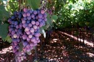 Виноград: польза и вред природного чуда