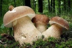 Белый гриб: его виды, как он выглядит, когда и где его искать?