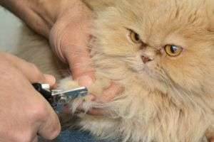 Как стричь когти кошке — маникюр для питомца 