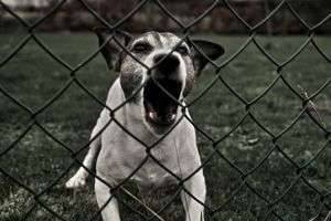 Самые опасные собаки в мире: неожиданный хит-парад псов-убийц