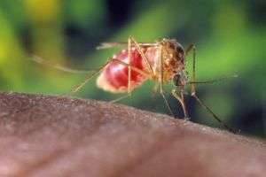 Народные средства от укусов комаров: как избавить себя от неприятных ощущений