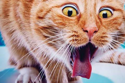 Что делать, если кот кашляет, высунув язык?