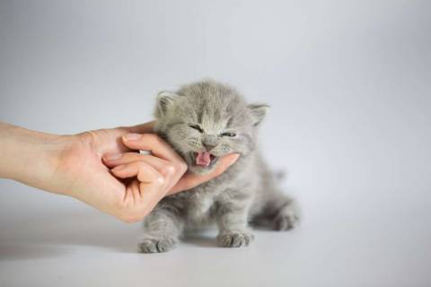 Что делать, если котенок постоянно чихает?