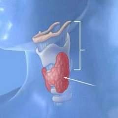 Щитовидная железа: диффузные изменения и увеличение