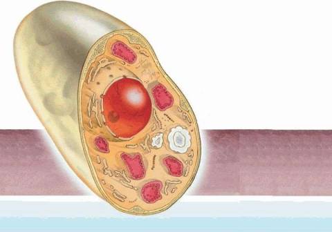 Характеристика клеточной мембраны в грибах