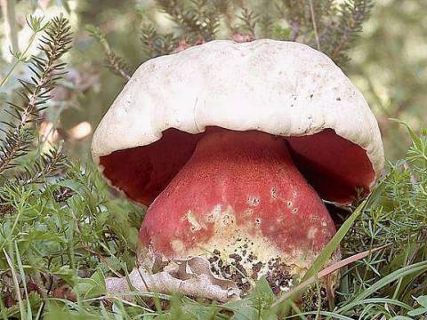 Характеристика сатанинского гриба