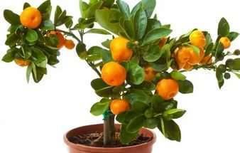 Как вырастить мандарин из косточки в домашних условиях с плодами?