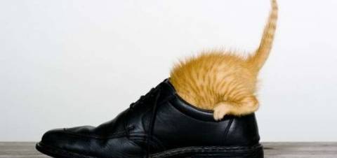 Как избавиться от запаха мочи кота из обуви?