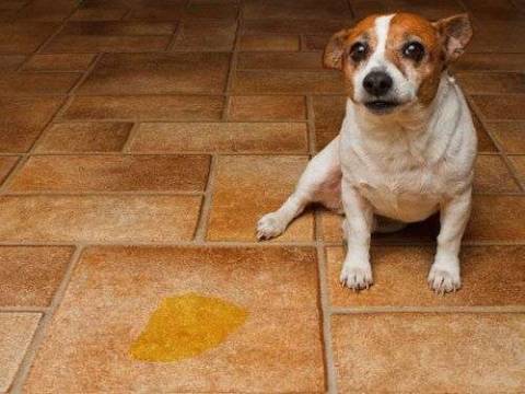 Как избавиться от запаха мочи собаки?