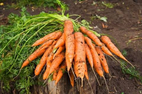 Как сохранить урожай моркови?