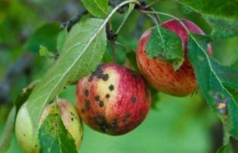 Как вылечить яблони от парши?