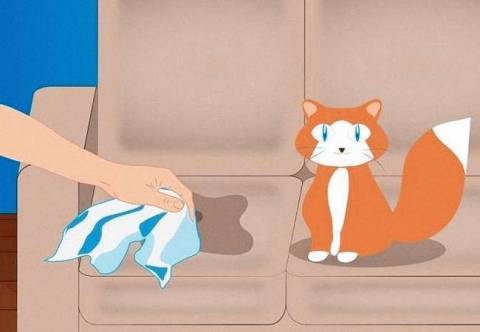 Как вывеси запах мочи кота с дивана?