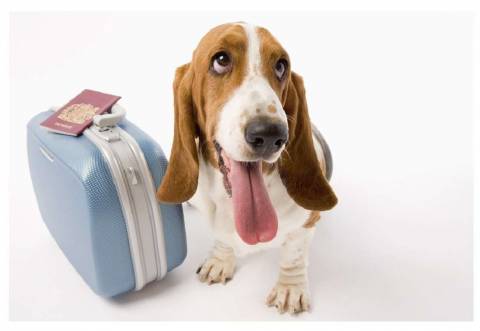 Как вывезти собаку за границу?