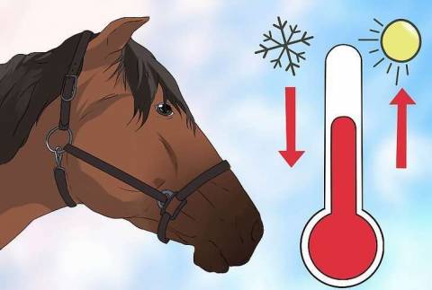 Какая у лошади температура тела?